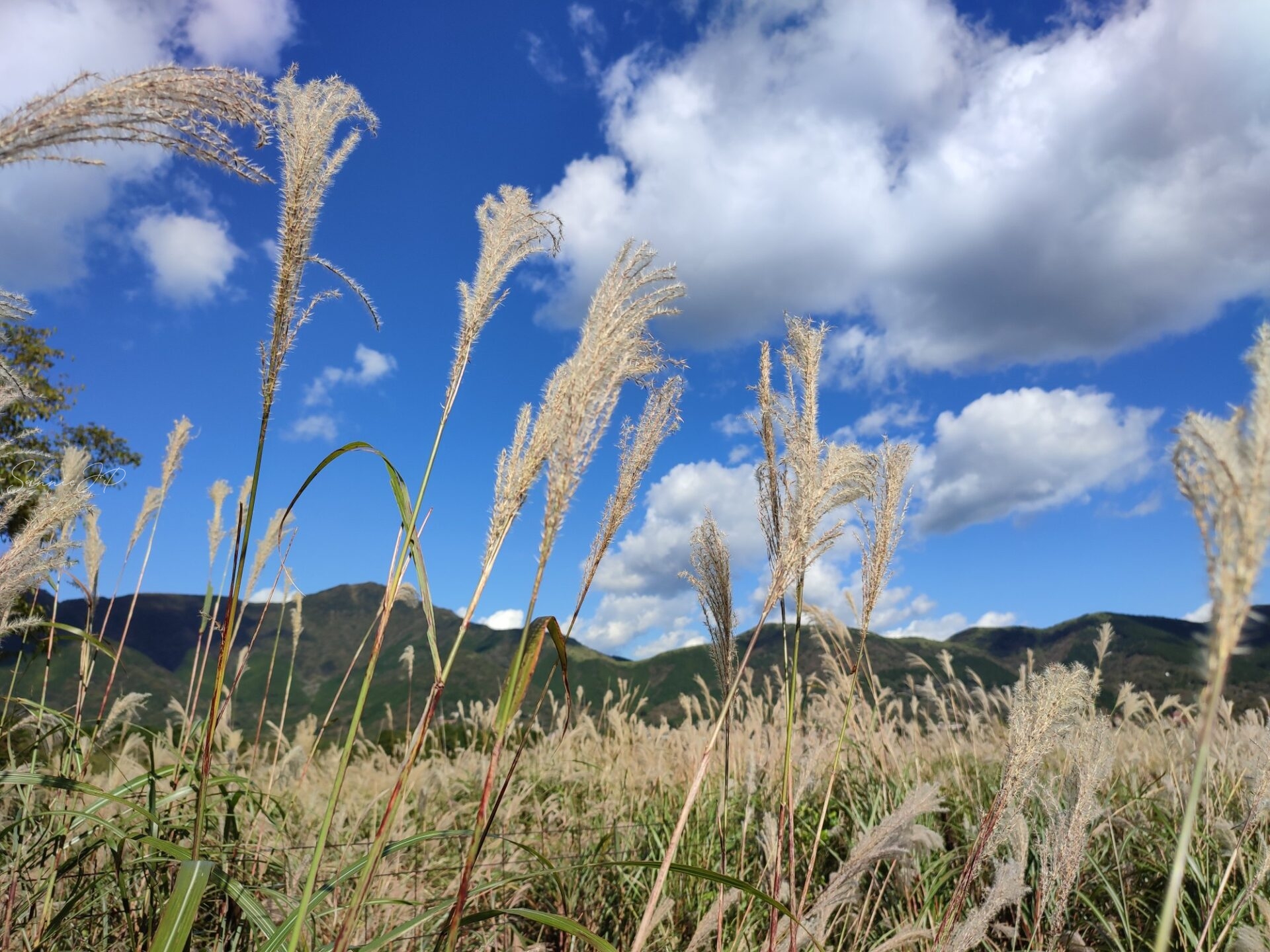 青空の下に広がる仙石原すすき草原