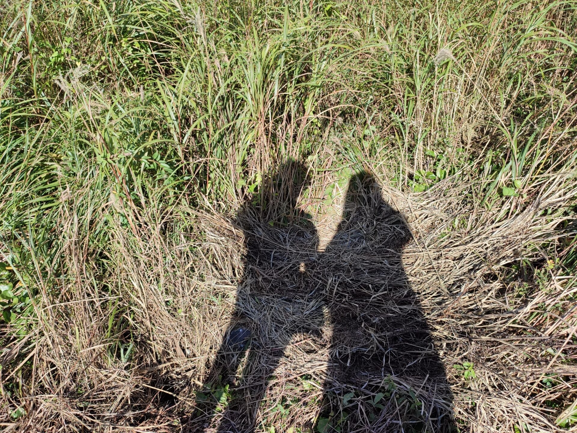 仙石原すすき草原で撮影した二人のシルエット