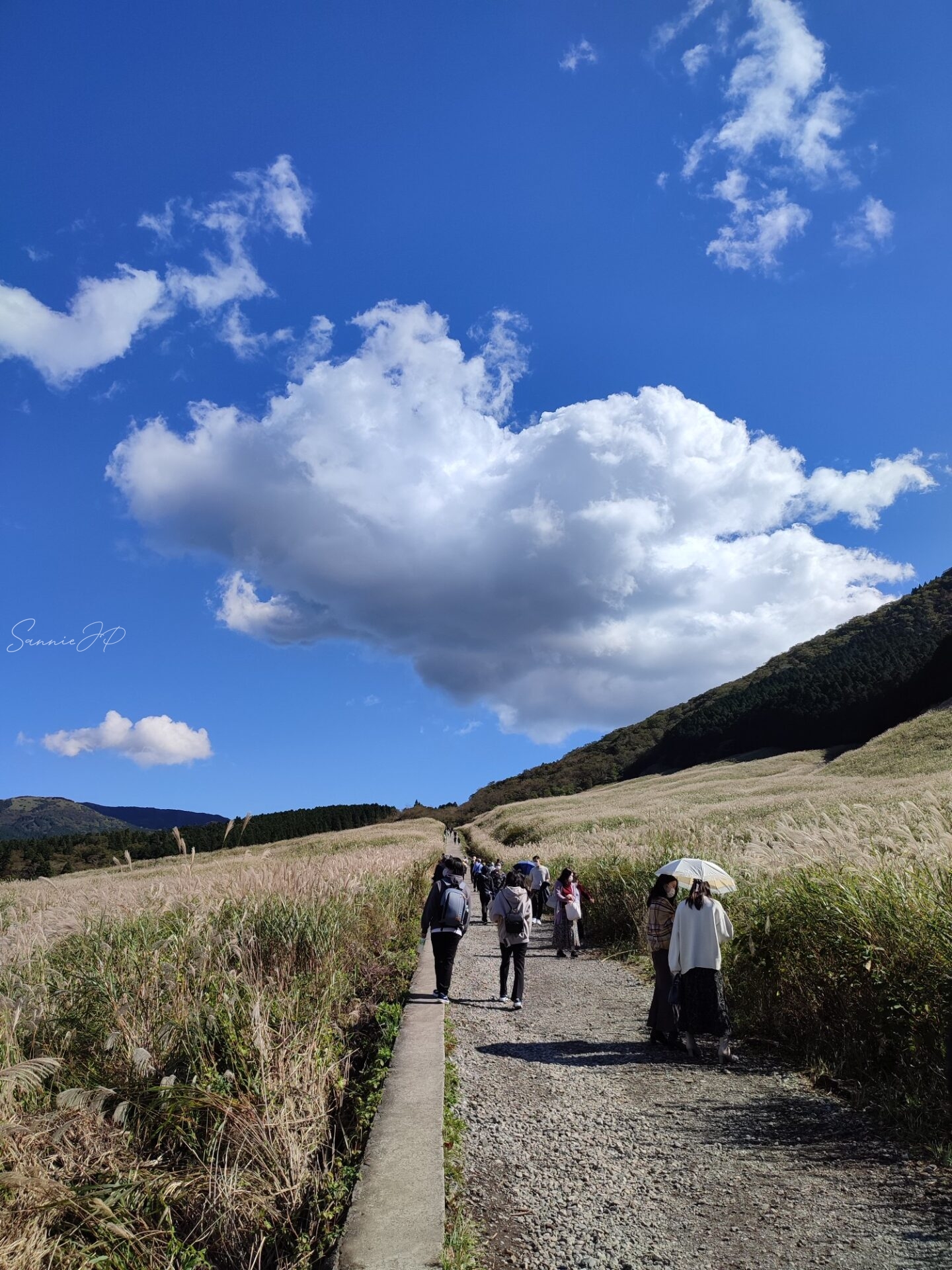 青空の下に広がる仙石原すすき草原