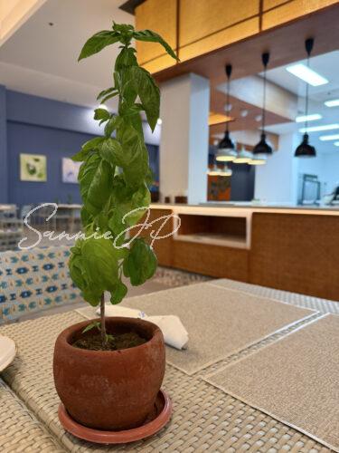 フィリピン セブ島 マクタン島 Bluewater Maribago Pizzeria Delfino's テーブル席