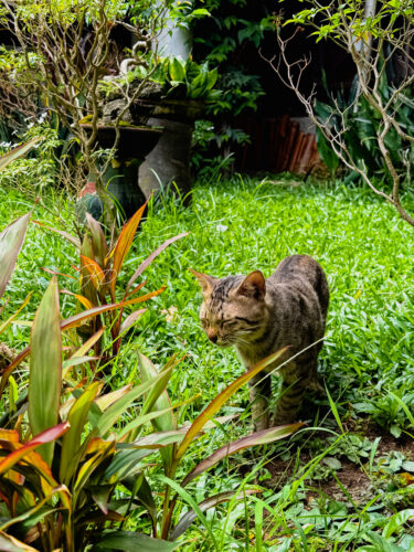 Noah Stone and Spa Resortの中庭にいる猫