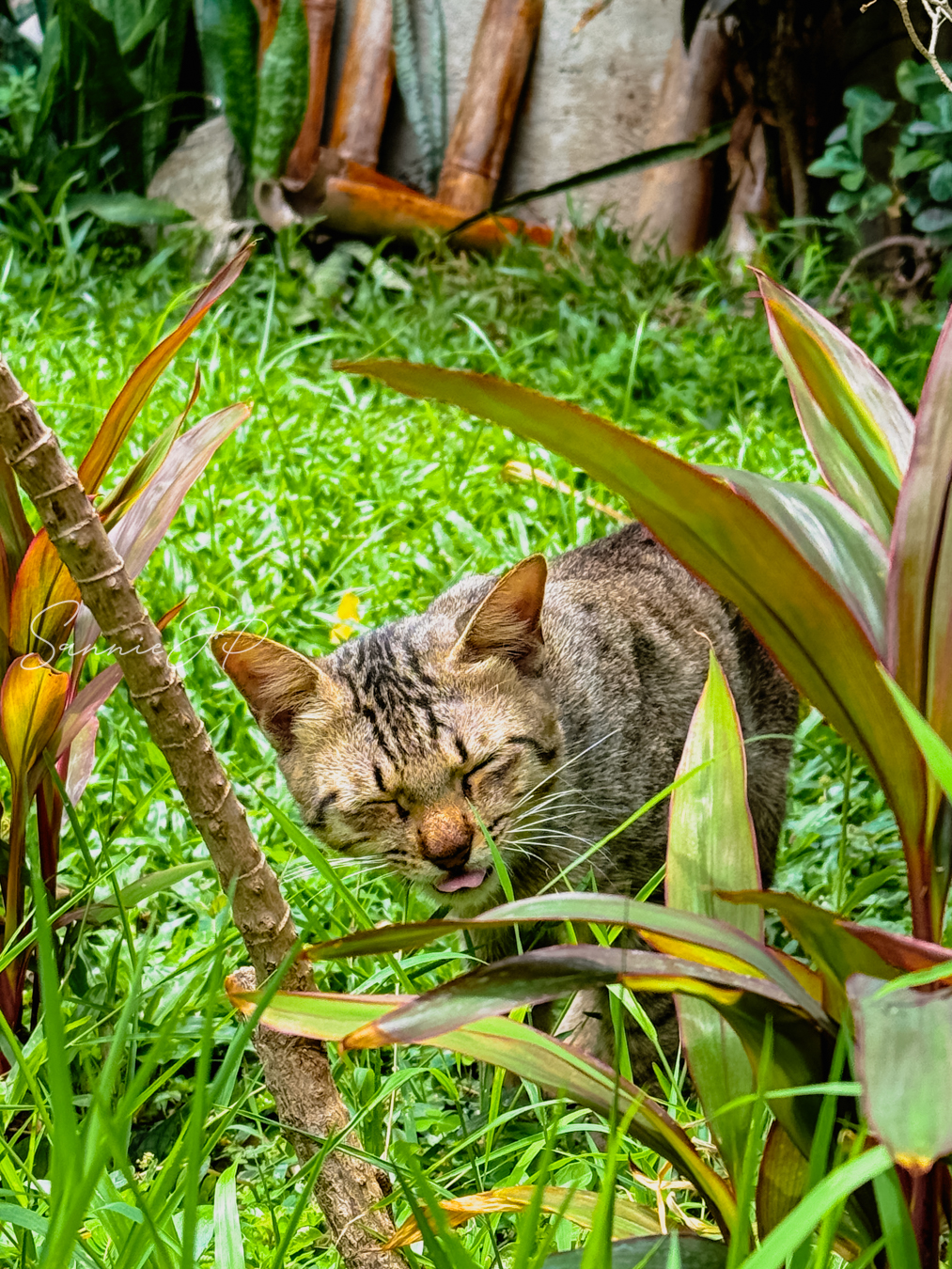 中庭で草を食べている猫