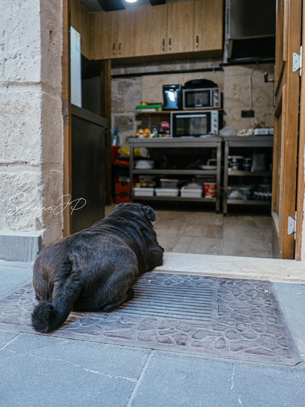 トルコ ギョレメ カッパドキア Majestic Cave Houseの看板犬と厨房