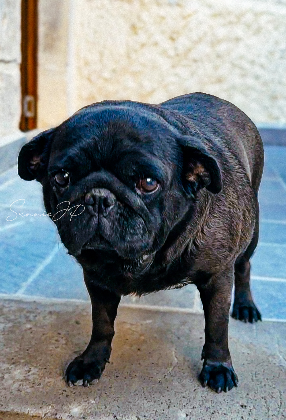 トルコ ギョレメ カッパドキア Majestic Cave Houseの看板犬
